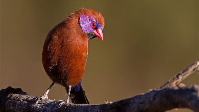 大脑|24个冷知识：几乎用不到，但可以增添乐趣