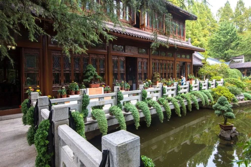 惊艳百余种精品菊花亮相2020上海植物园秋季花展