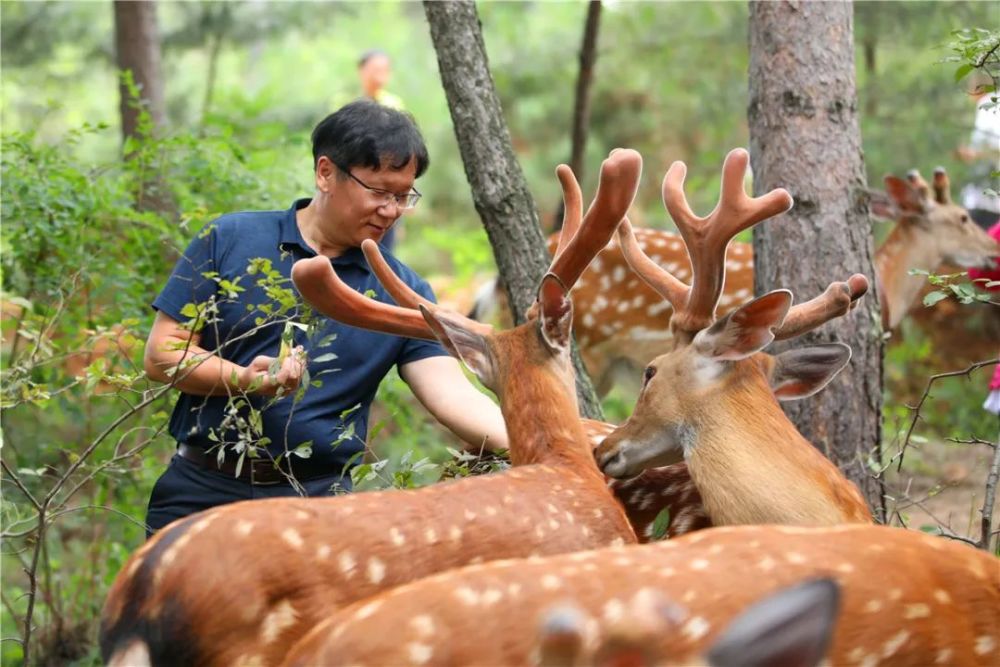 【两节去哪玩儿】东丰养鹿官山园