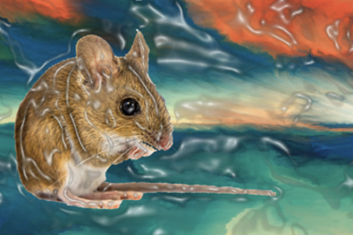 marissa|大脑为什么要玩这些小把戏？人的幻觉不只与精神疾病相关