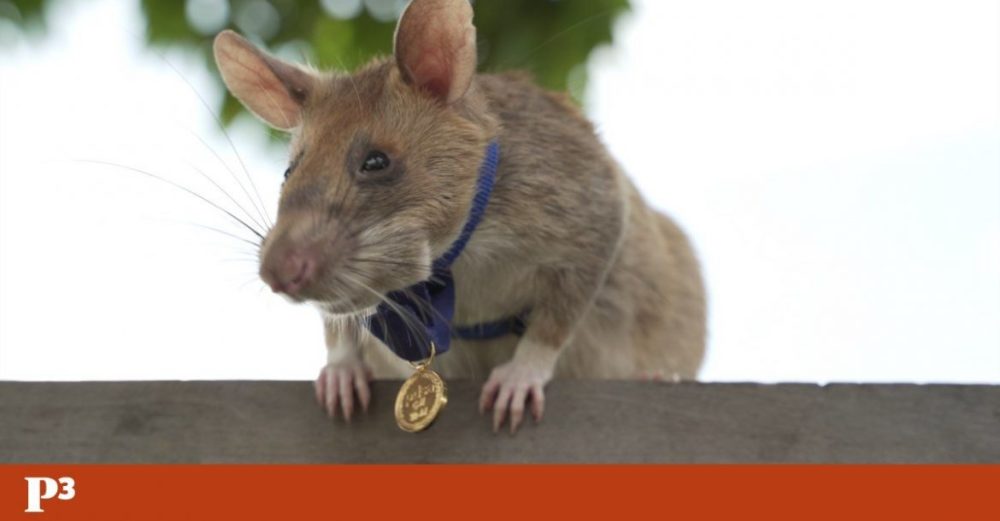 马加瓦|巨人鼠小弟，参军后成为扫雷英雄，效率超过人类20倍