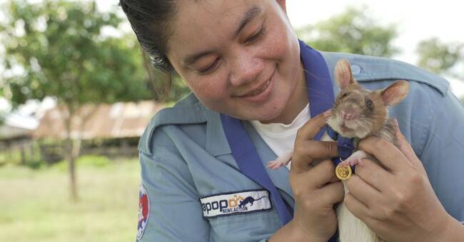 马加瓦|巨人鼠小弟，参军后成为扫雷英雄，效率超过人类20倍
