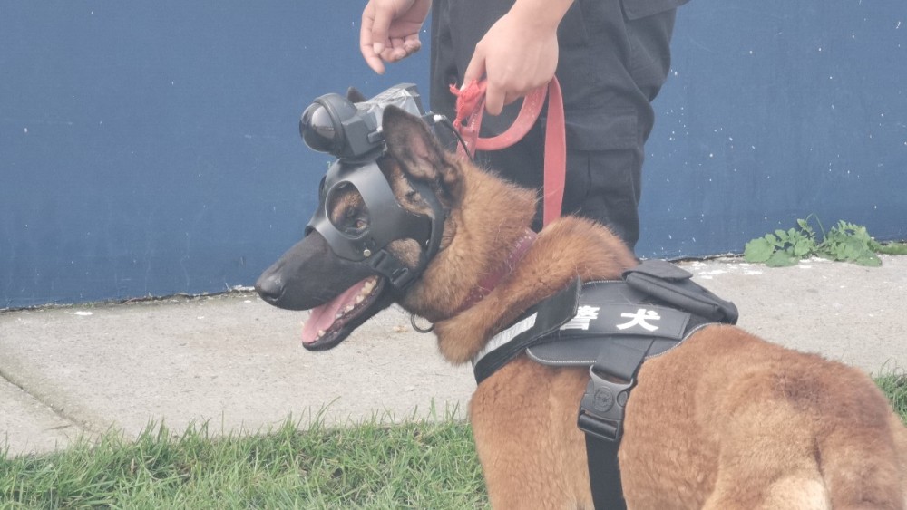 北京市公安局|手指一动就能“遥控”警犬，只因多戴了这个小挂件