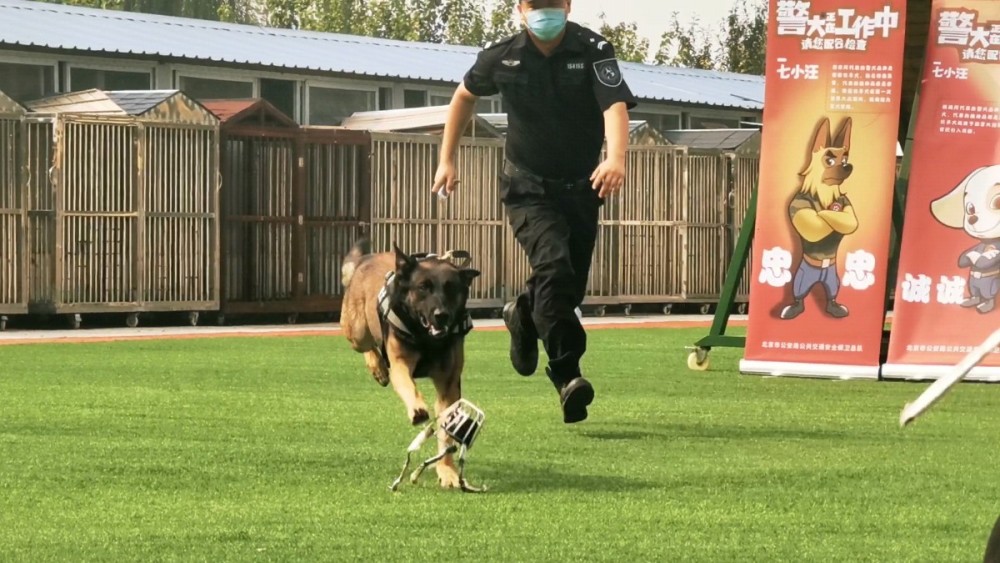 北京市公安局|手指一动就能“遥控”警犬，只因多戴了这个小挂件