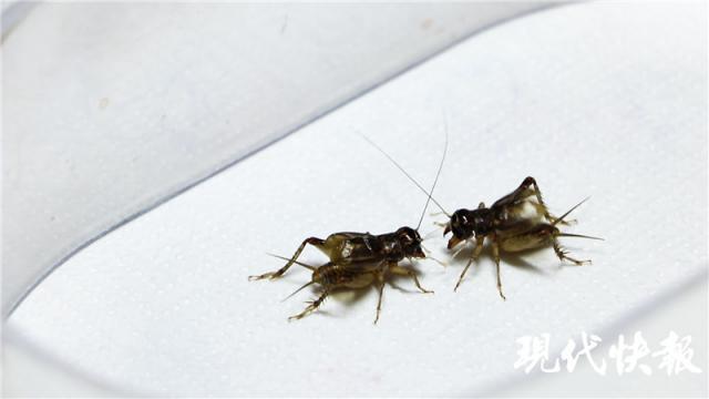 李天健|激烈！蟋蟀争霸赛火热开战，其中一只竟是“独腿”