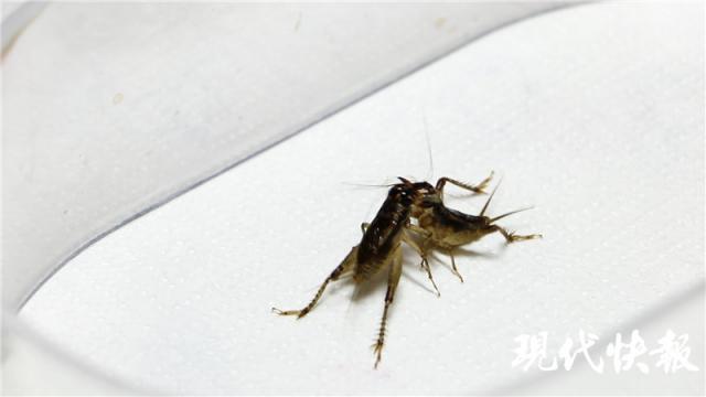 李天健|激烈！蟋蟀争霸赛火热开战，其中一只竟是“独腿”