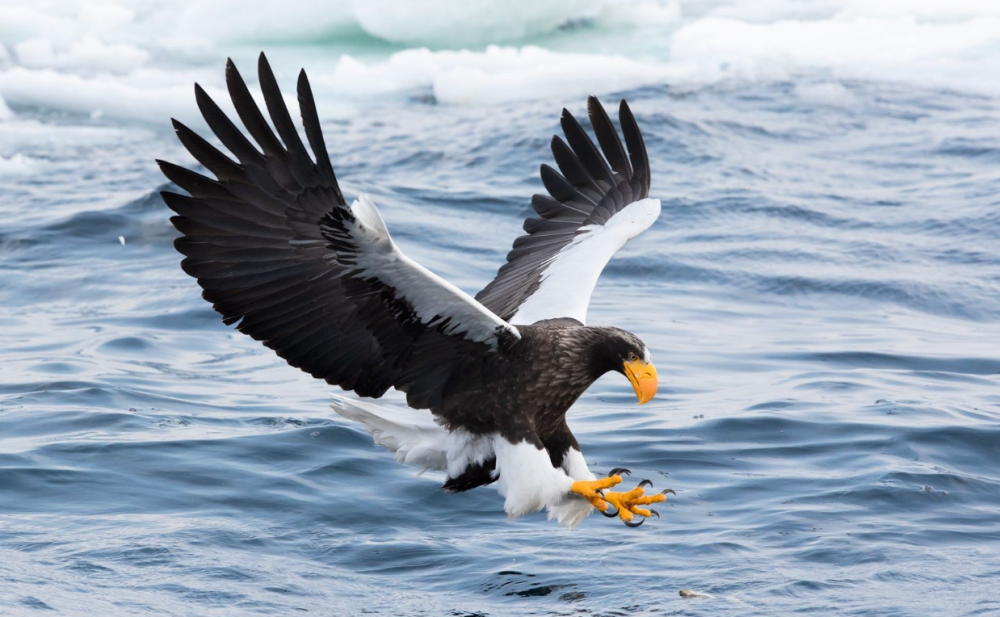 地球|中俄边境现虎头海雕，叫声堪比老虎嘶吼，连人类也未必是它的对手
