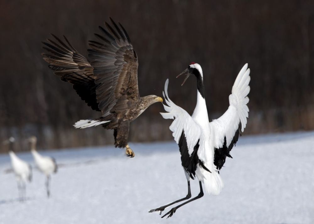 地球|中俄边境现虎头海雕，叫声堪比老虎嘶吼，连人类也未必是它的对手