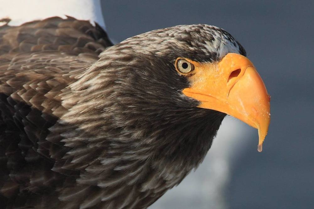 地球|中俄边境现虎头海雕，叫声堪比老虎嘶吼，连人类也未必是它的对手