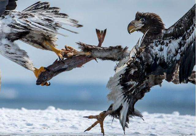 地球|中俄边境现虎头海雕，叫声堪比老虎嘶吼，连人类也未必是它的对手