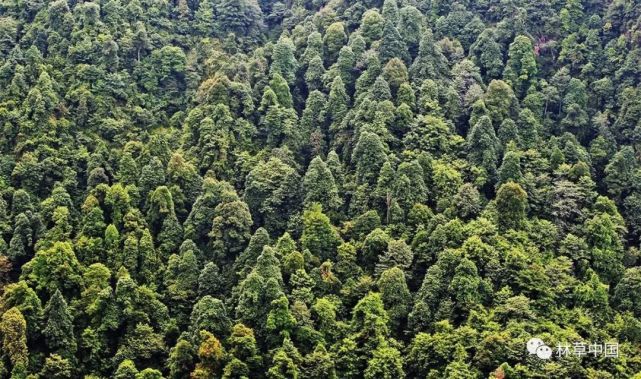 江西返还各地森林植被恢复费669亿元