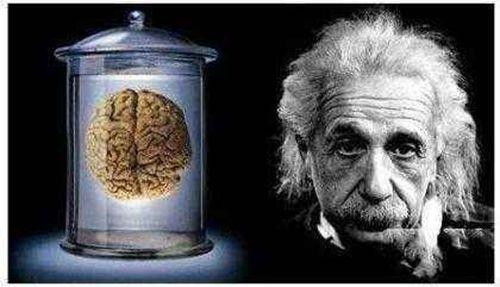 大脑|博物馆保存下来的名人器官：从伽利略的牙齿，到爱迪生最后一口气