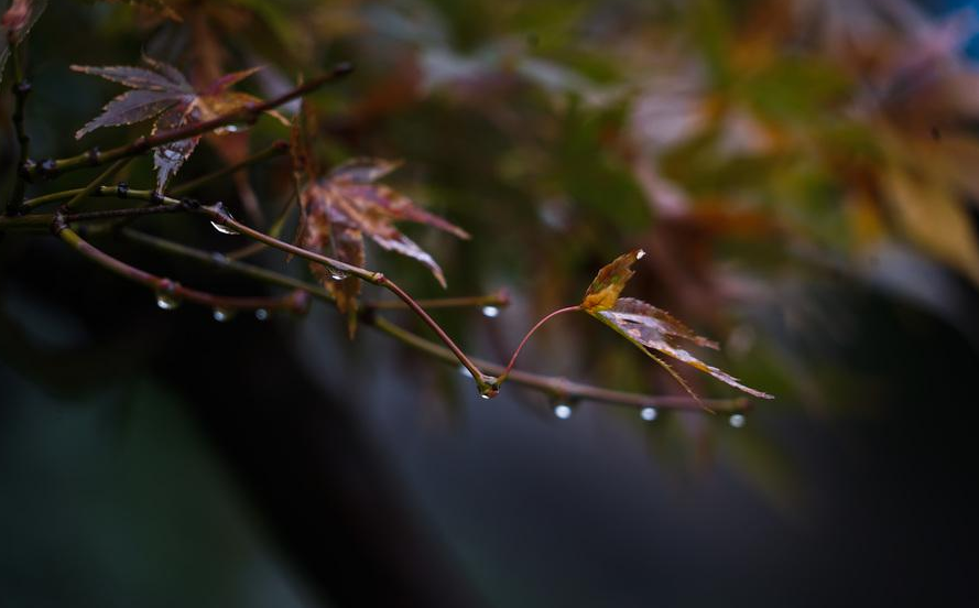 詩詞鑑賞夜雨聽秋往事如煙十首夜雨詩詞讓你愛上深秋夜雨時