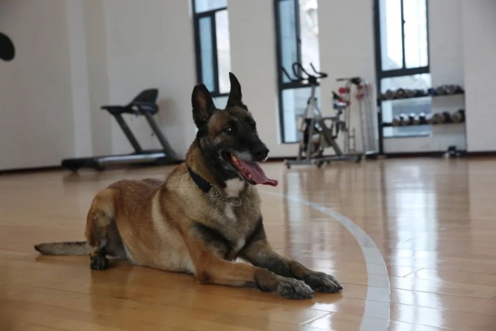 搜救犬背后的故事