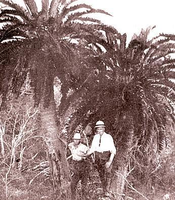 约翰·麦德利·伍德|地球上最孤独的树，全球仅剩1棵，125年来仍在孤独等待女友