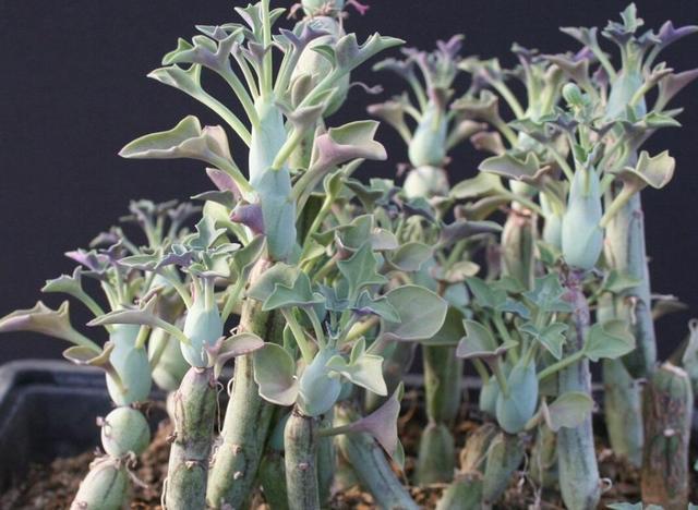 仙人笔多肉该怎么来养护3个小技巧要学又肥又大