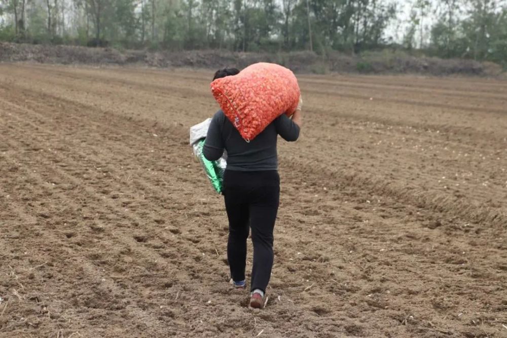 一位农家大姐扛着一袋子蒜种,向田间深处走去.