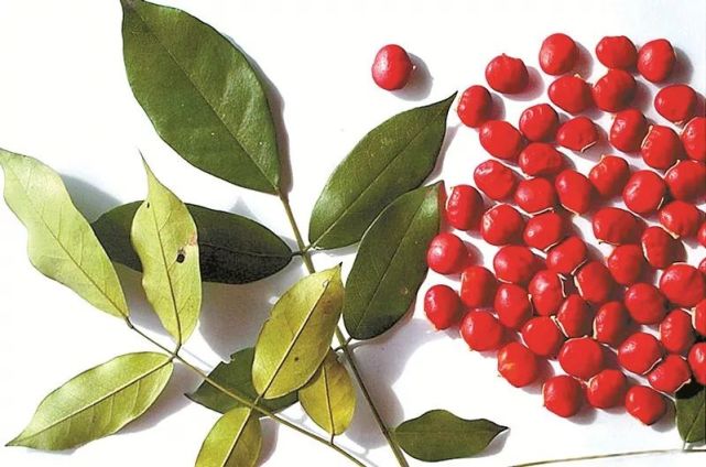 红豆生南国此物最相思 红豆村 红豆树 一颗红豆