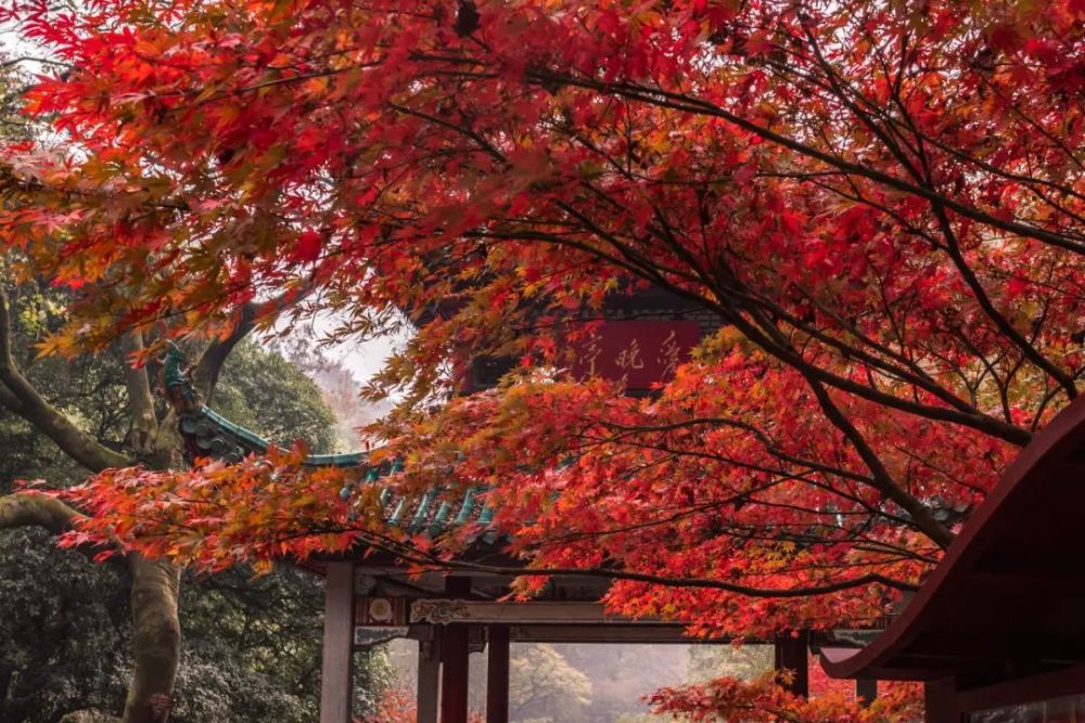 5a級風景區)長沙市嶽麓山·橘子洲旅遊區花明樓鎮境內雙獅嶺重巒疊翠