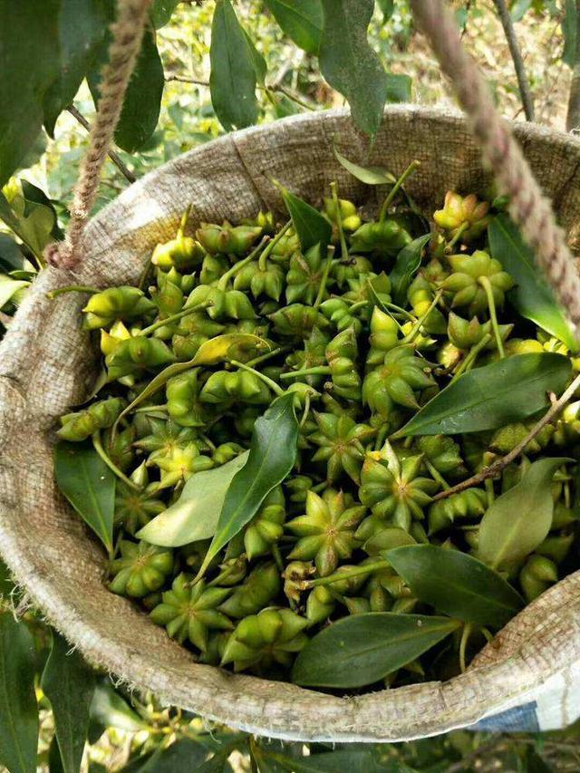 去年才2元斤如今价格飙升到9元八角价格为何如此疯涨