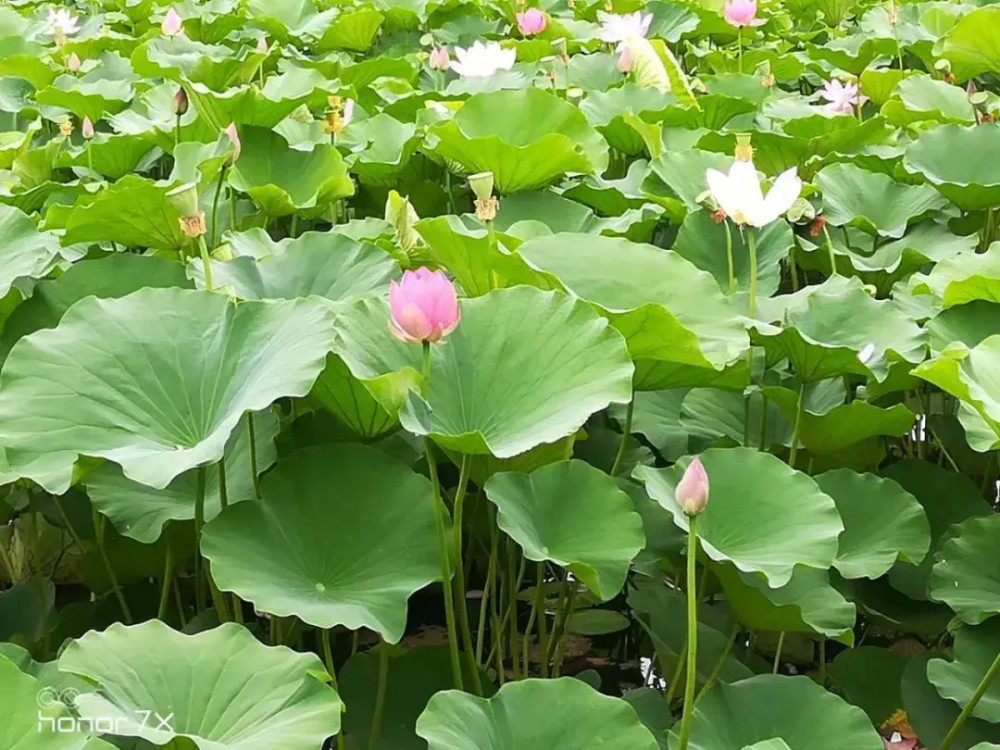 诗社|岱宗诗社特别推介