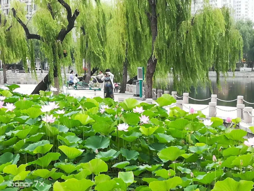 诗社|岱宗诗社特别推介