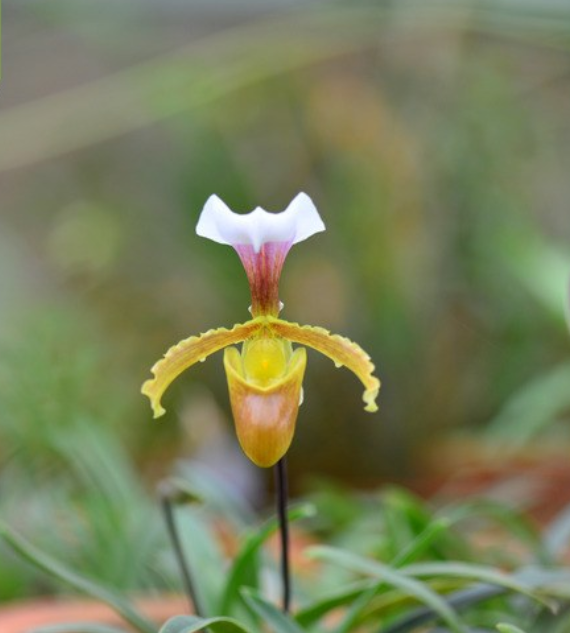 小叶兜兰鉴赏辨识与保护现状