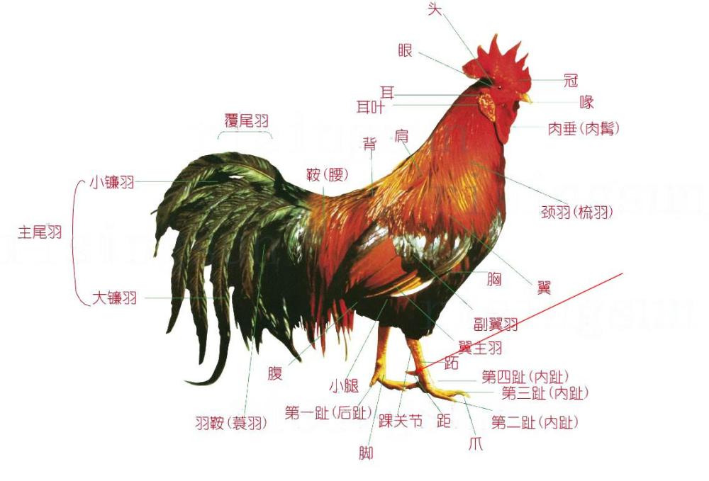 《说文解字》第353课:成语"麟角凤距"中,"距"是什么意思_腾讯新闻