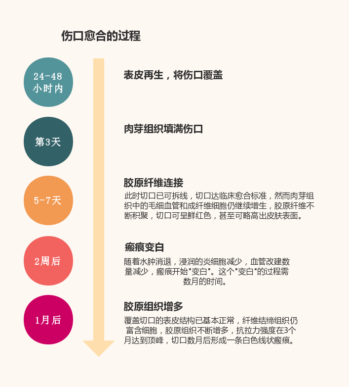 少量的血凝块,炎症反应轻微,这时候伤口愈合的过程我们称为一期愈合