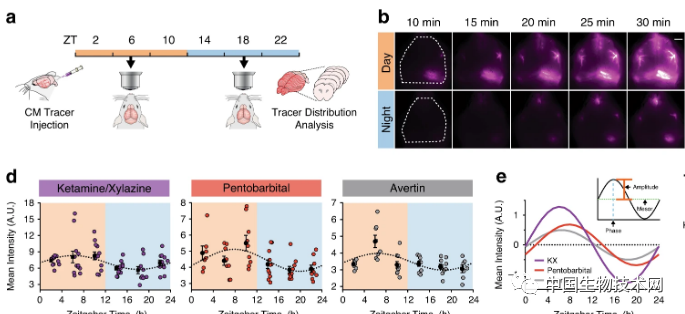 神经元|脑科学日报：让人贪吃的神经元；越刷朋友圈越不快乐？