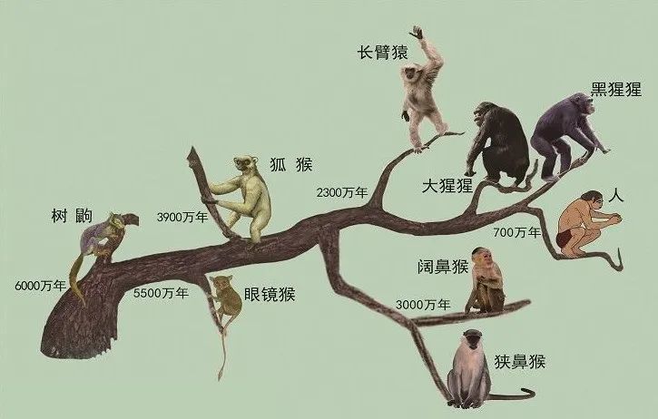 人类进化树状图片
