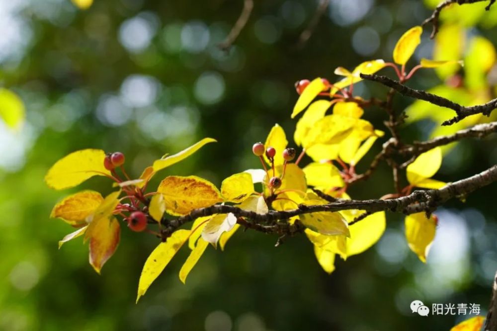 太美了!西宁这个公园700余株海棠熟了