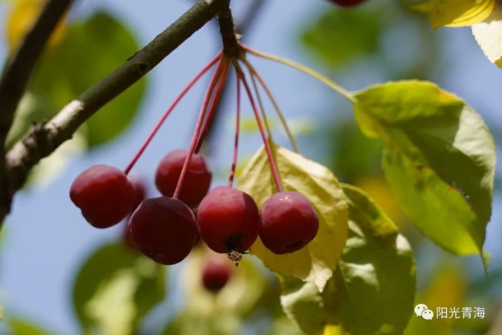 太美了!西宁这个公园700余株海棠熟了