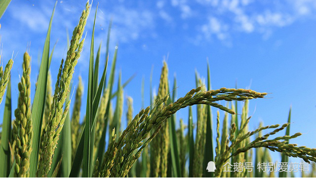 杂交水稻|耐盐碱杂交水稻亩产500多公斤，袁老团队这一消息振奋人心！