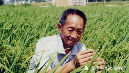 杂交水稻|耐盐碱杂交水稻亩产500多公斤，袁老团队这一消息振奋人心！