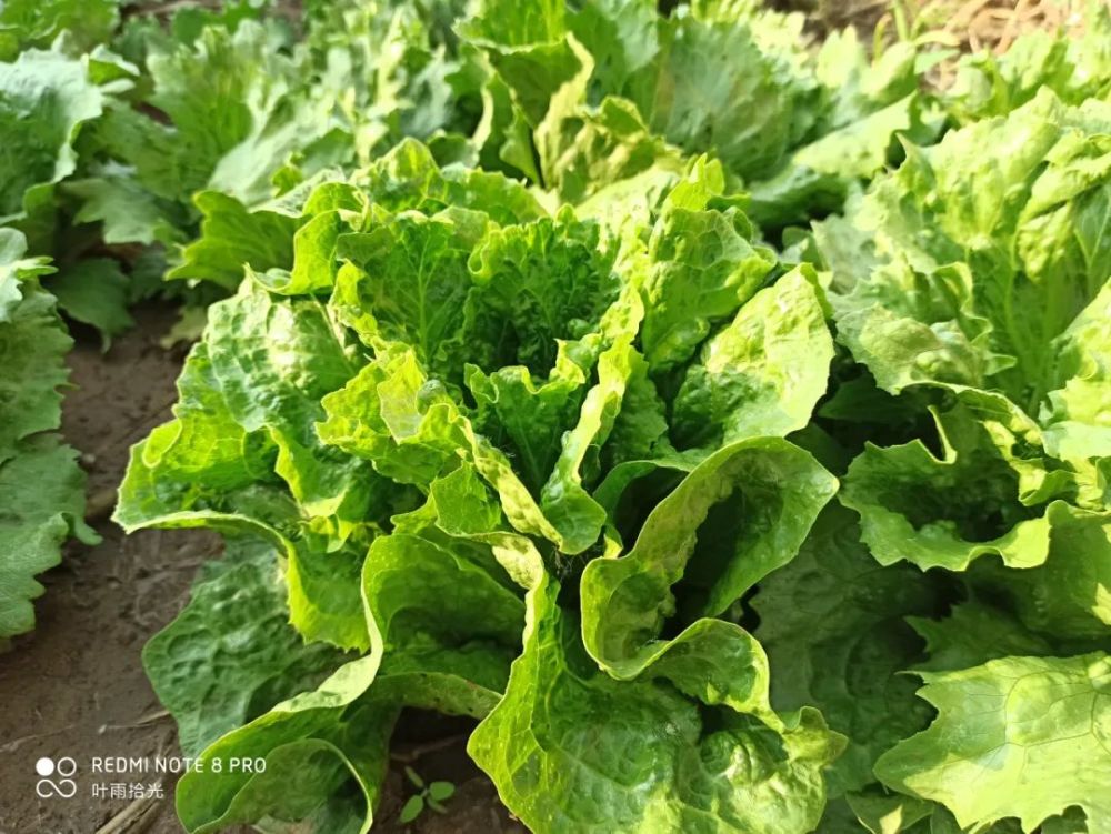 杀菌剂|这个畅销50多年的杀菌剂，同时防治细菌真菌病害，使用时注意这3点