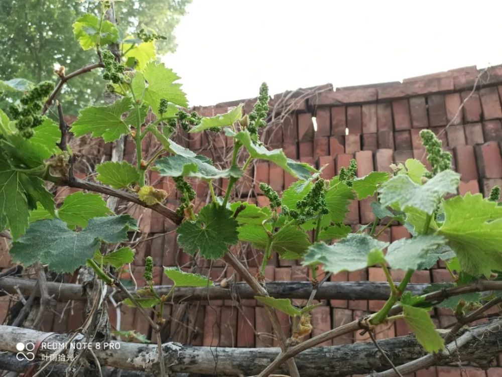 杀菌剂|这个畅销50多年的杀菌剂，同时防治细菌真菌病害，使用时注意这3点
