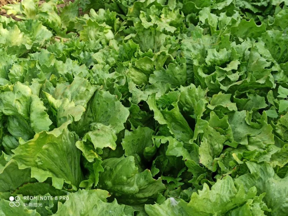 杀菌剂|这个畅销50多年的杀菌剂，同时防治细菌真菌病害，使用时注意这3点