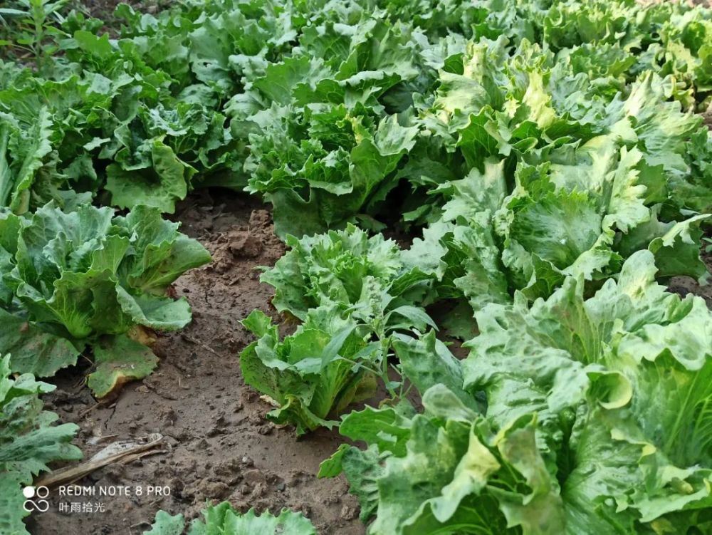 杀菌剂|这个畅销50多年的杀菌剂，同时防治细菌真菌病害，使用时注意这3点