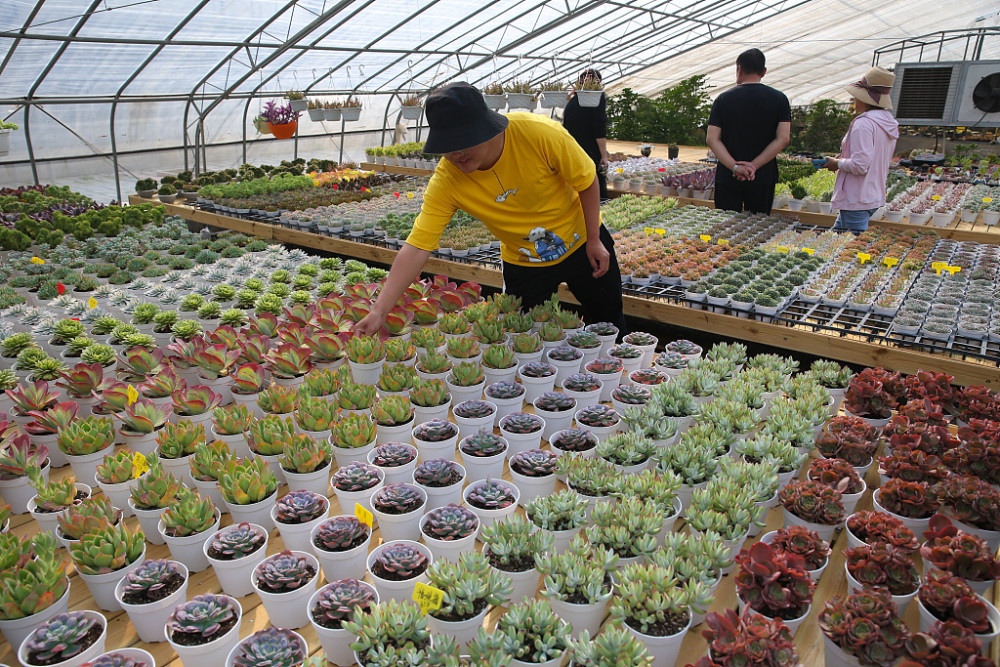 山东济南多肉植物助力乡村振兴
