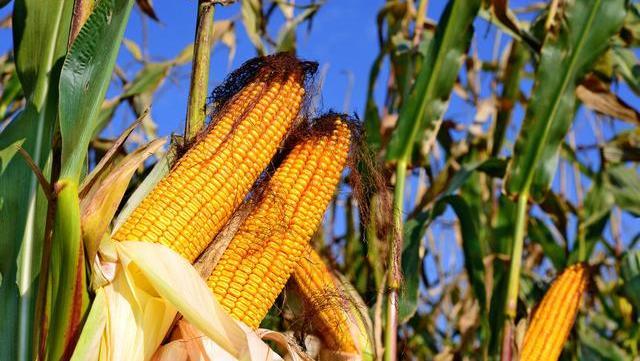 玉米|破纪录！亩产1663.25公斤的玉米品种来了，它适合这些区域