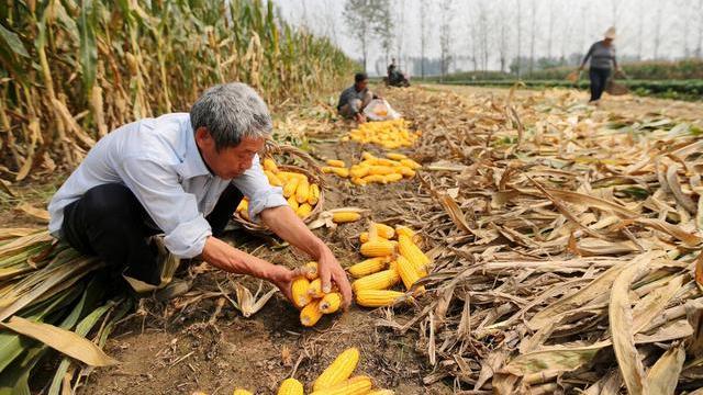 玉米|破纪录！亩产1663.25公斤的玉米品种来了，它适合这些区域