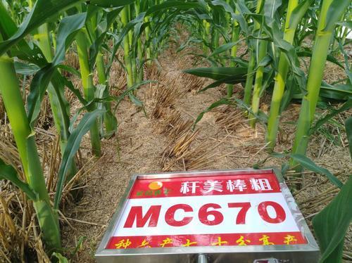 玉米|破纪录！亩产1663.25公斤的玉米品种来了，它适合这些区域