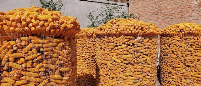 玉米|破纪录！亩产1663.25公斤的玉米品种来了，它适合这些区域