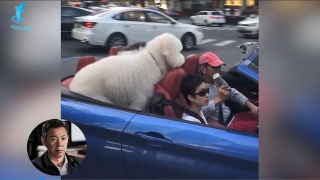 张丰毅|排场超大！64岁张丰毅开敞篷豪车带娇妻出行，身后2只巨贵犬超拉风