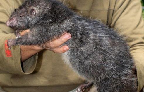 墨西哥发现两米巨鼠清洁工人当场吓懵被困下水道四年