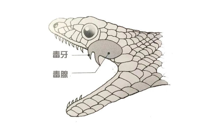 前面说过,银环蛇的性子比较温和,毒牙相对较小,一次性排毒量只有18.