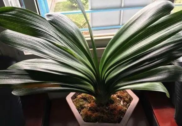 施肥|秋天给君子兰施肥，好处有3，预防夹箭，叶子油亮，开花更大