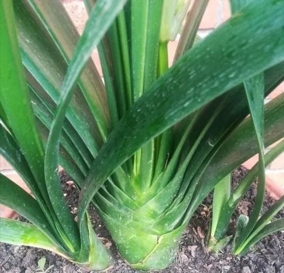 施肥|秋天给君子兰施肥，好处有3，预防夹箭，叶子油亮，开花更大