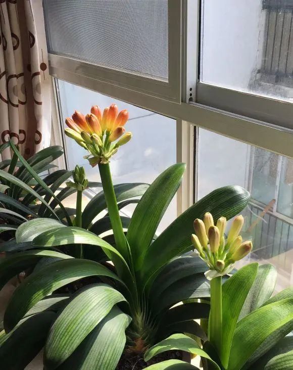 施肥|秋天给君子兰施肥，好处有3，预防夹箭，叶子油亮，开花更大